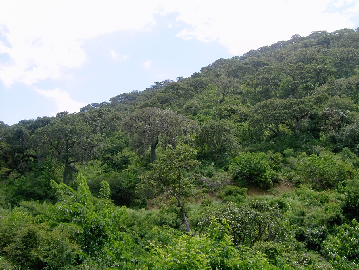 Ecosystem restoration area in El Cargo, Macara, Ecuador (@ Dry Forest Association)
