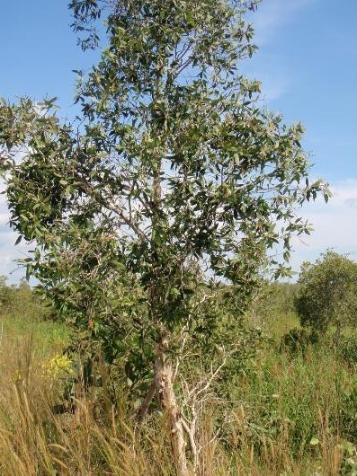 Gelam on peat in Kalimantan, Indonesia