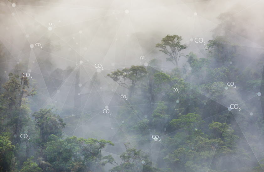 Who owns forest carbon?