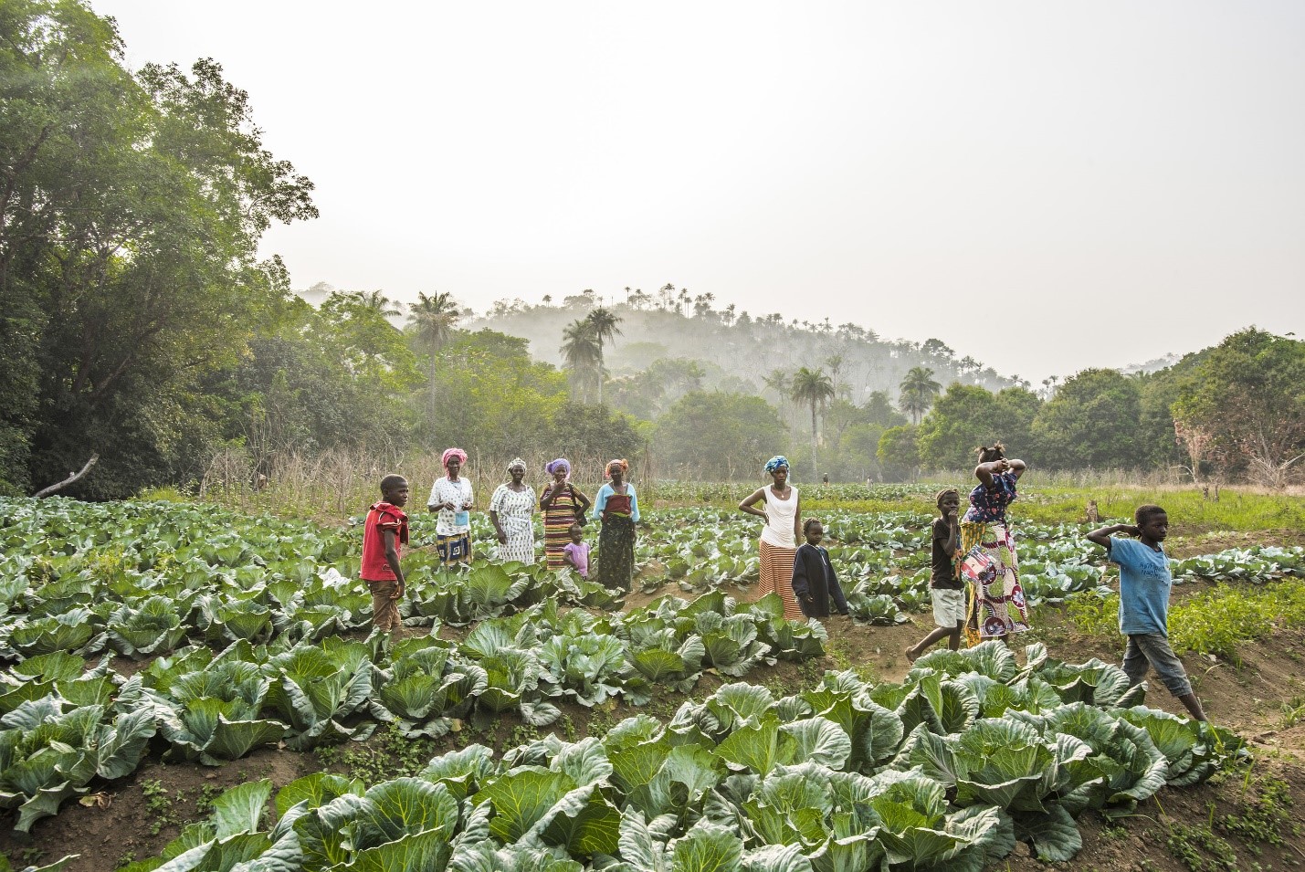 Why we need to transform our food systems to halt deforestation 