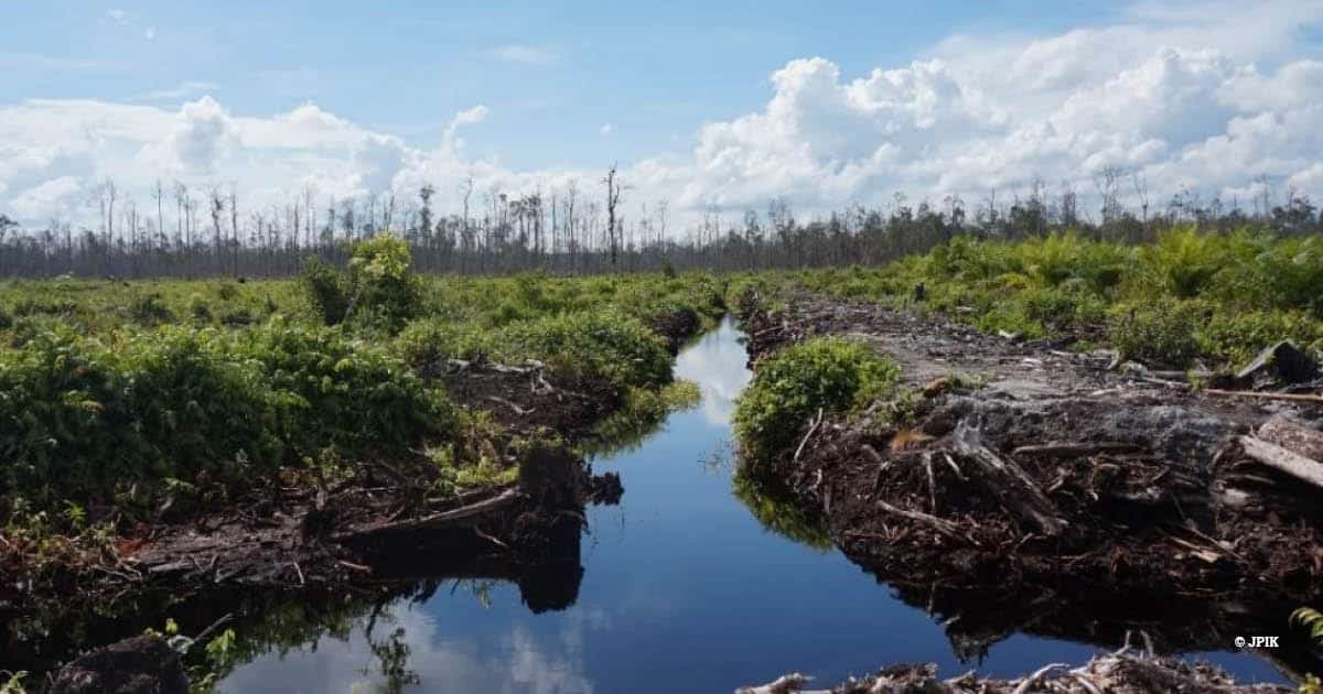 Peatlands in Indonesia (@EIA)