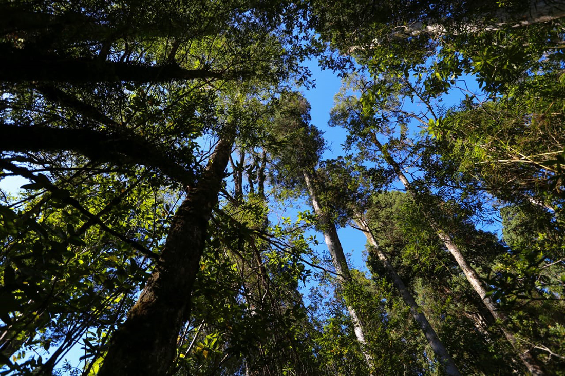 Climate Action + Forests = Sustainable Development