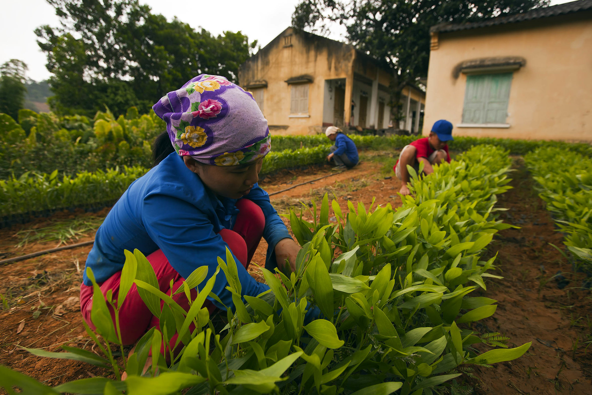 fao vn woman working field