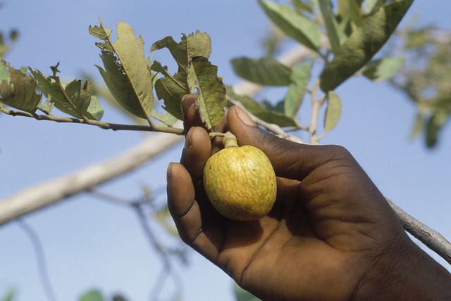 FAO fruit plucking