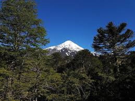 chile forest