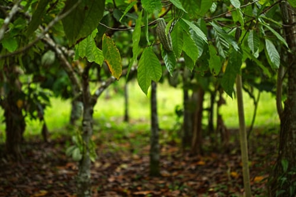 cocoa trees