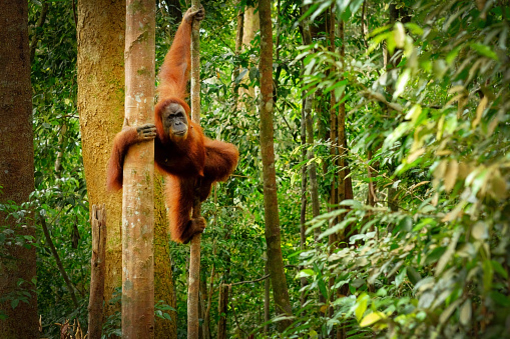 Orangutan in Indonesian forest (@Unsplash)