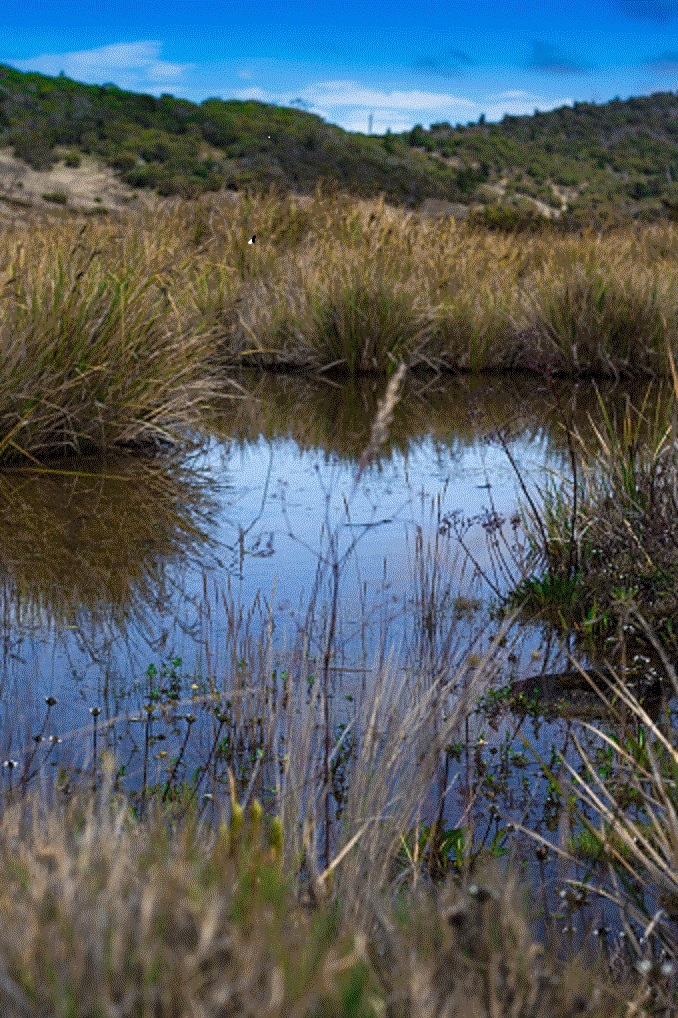 Peatlands in Indonesia (@EIA)