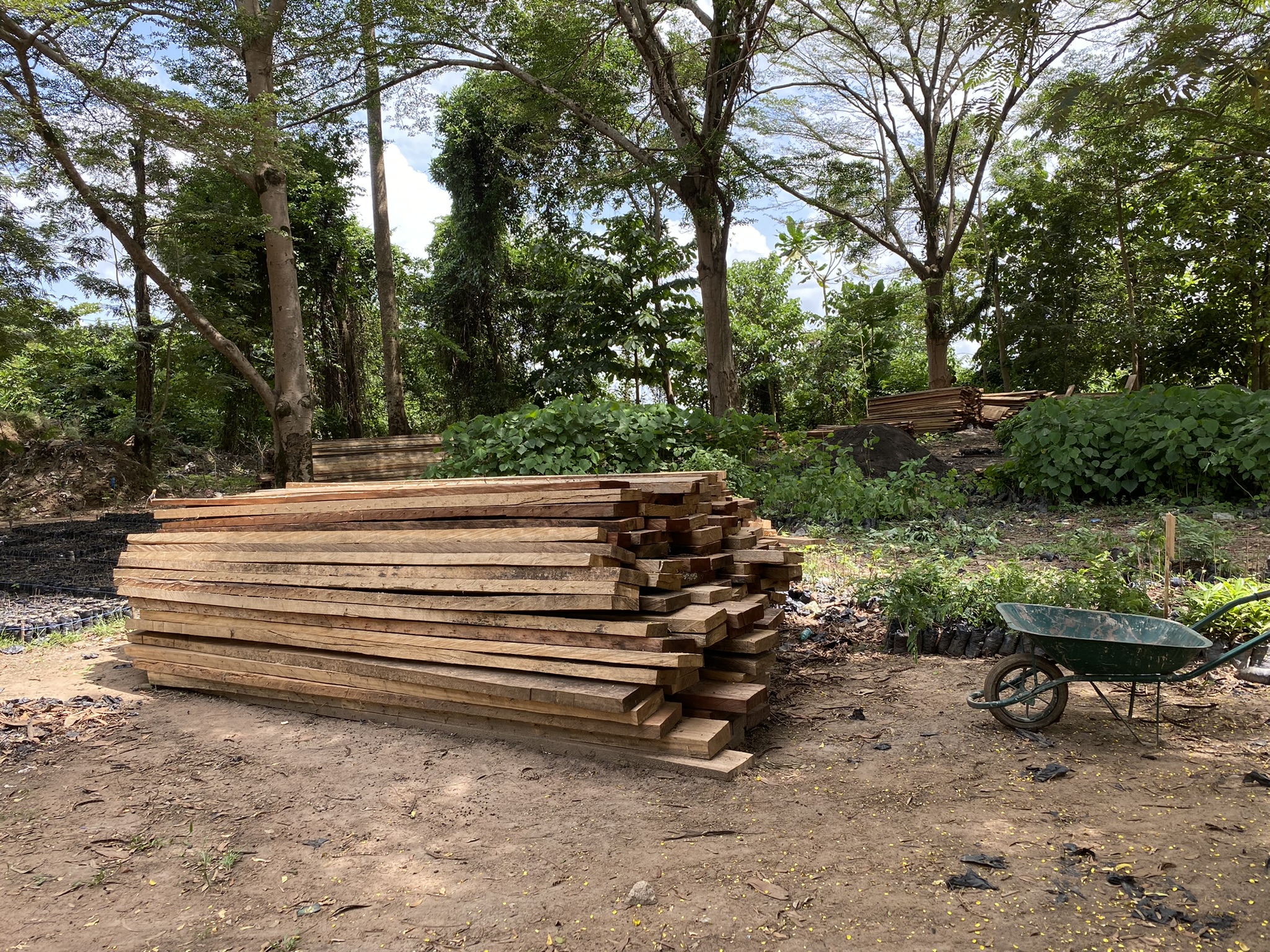 wood being cut Soubre