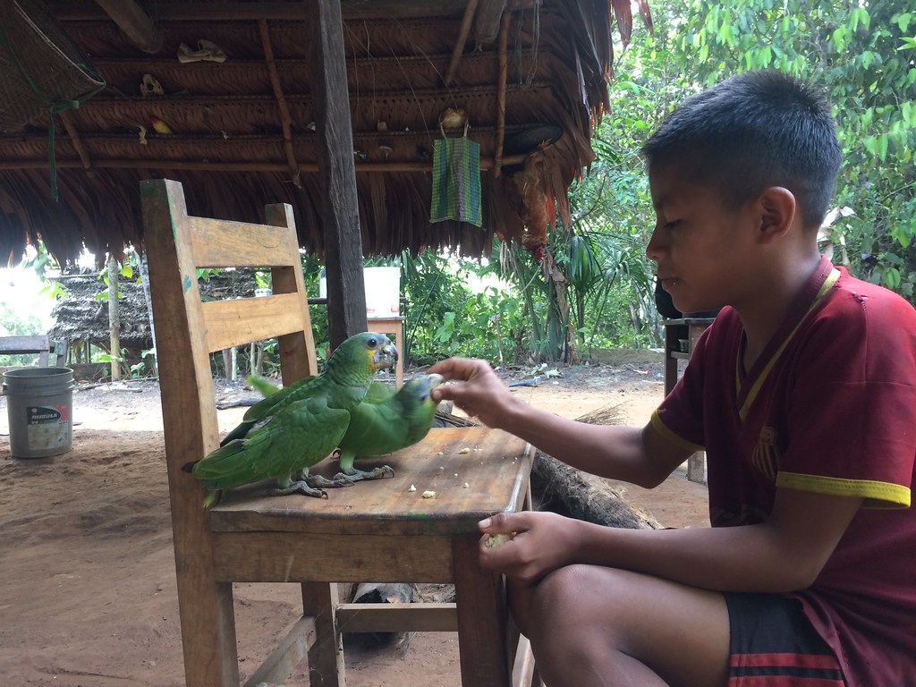 parrot Peru