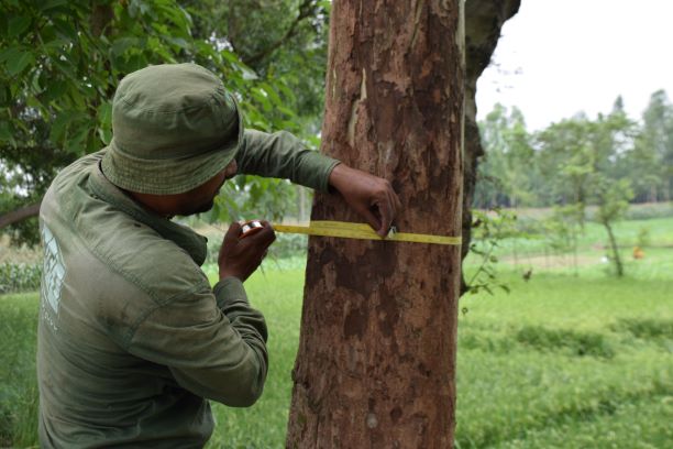 measuring trees