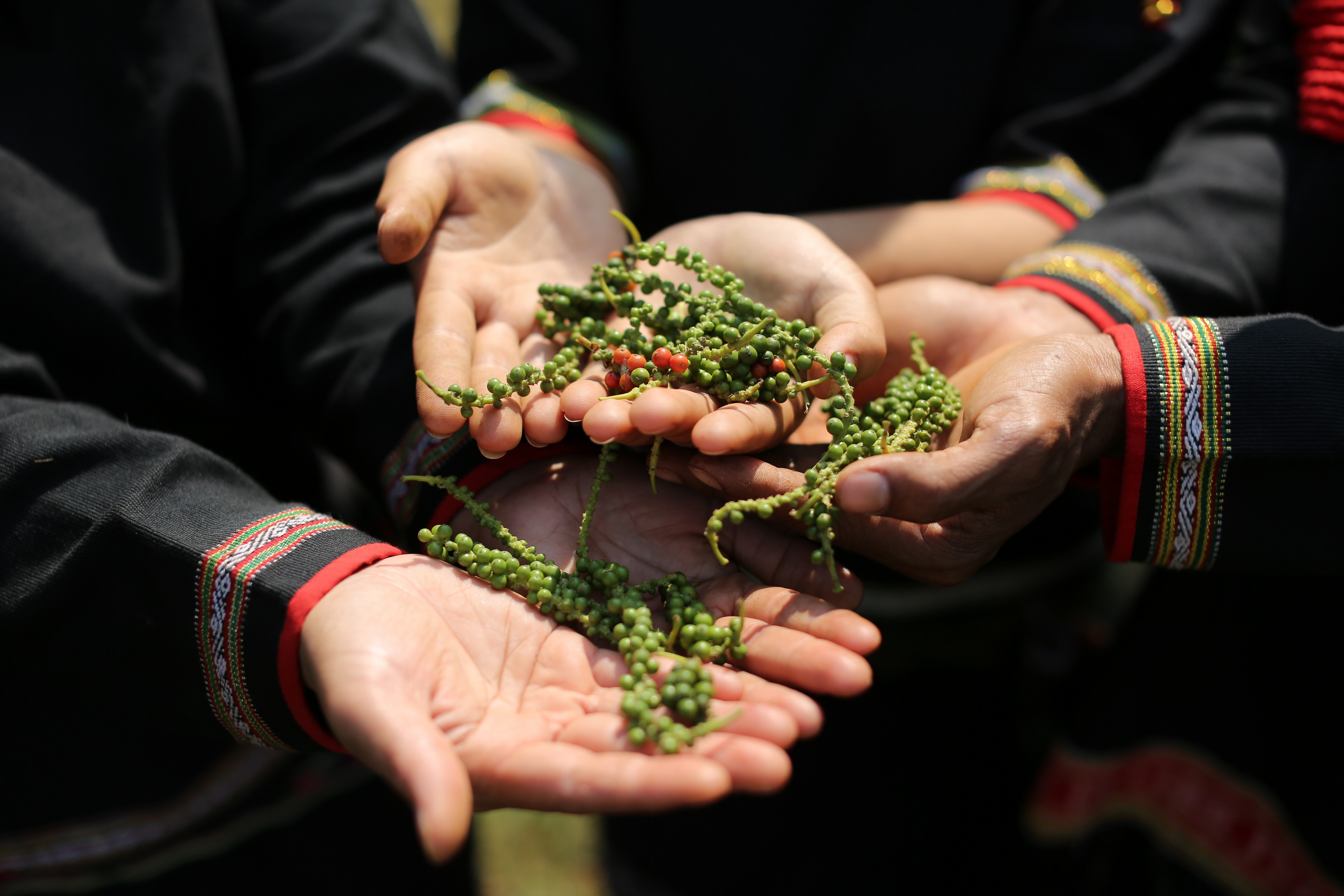 women holding coffee beans