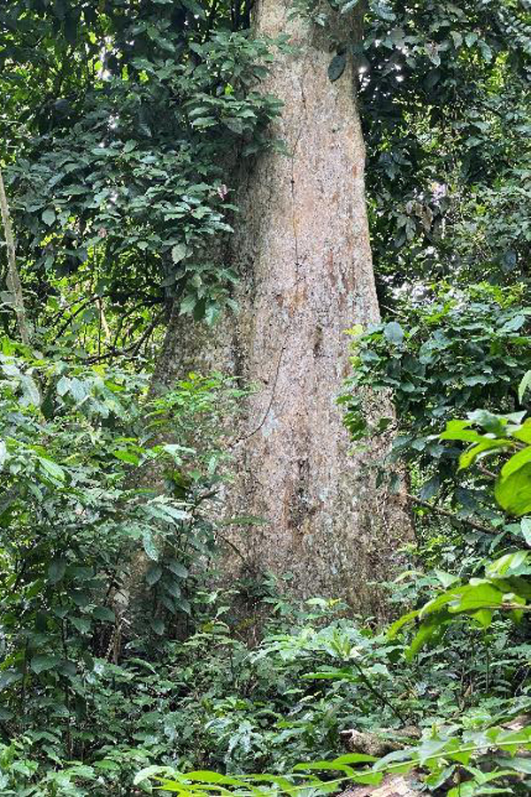 Apedwa Forest Reserve, Ghana