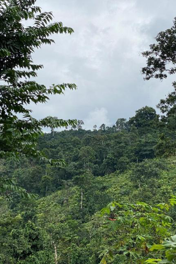 Apedwa Forest Reserve, Ghana