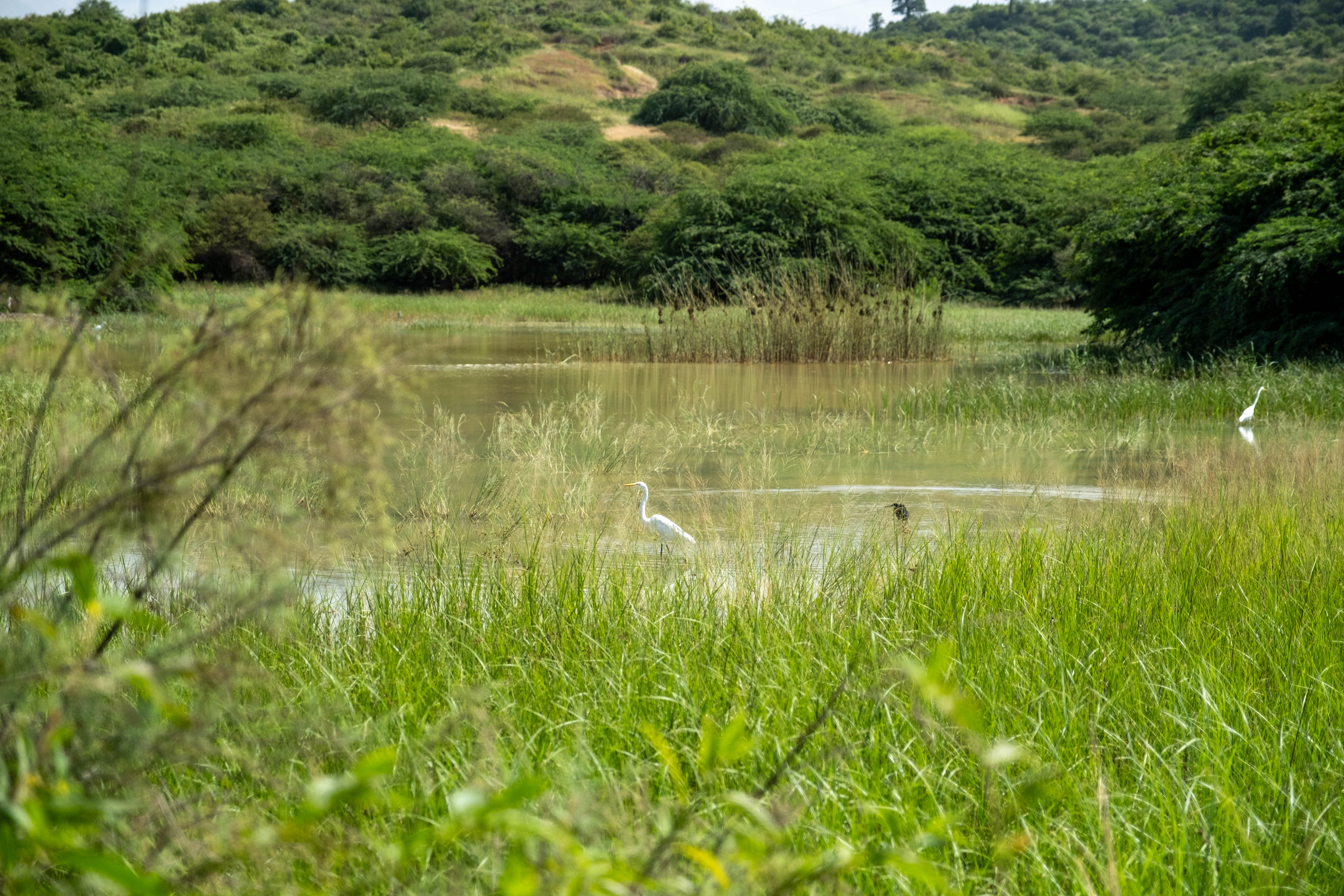 A green forest with a lake
