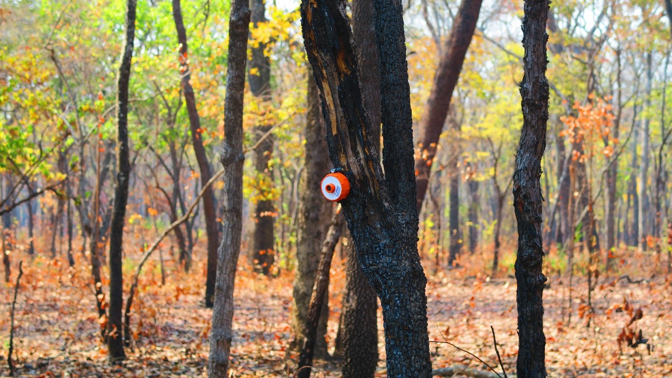 aaa