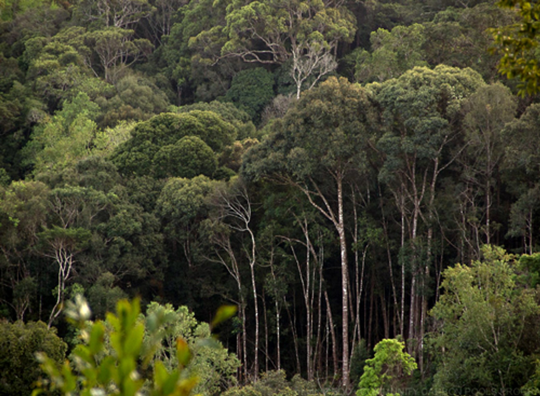 aaa