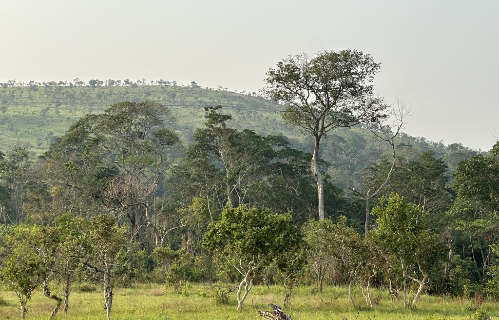 aaa