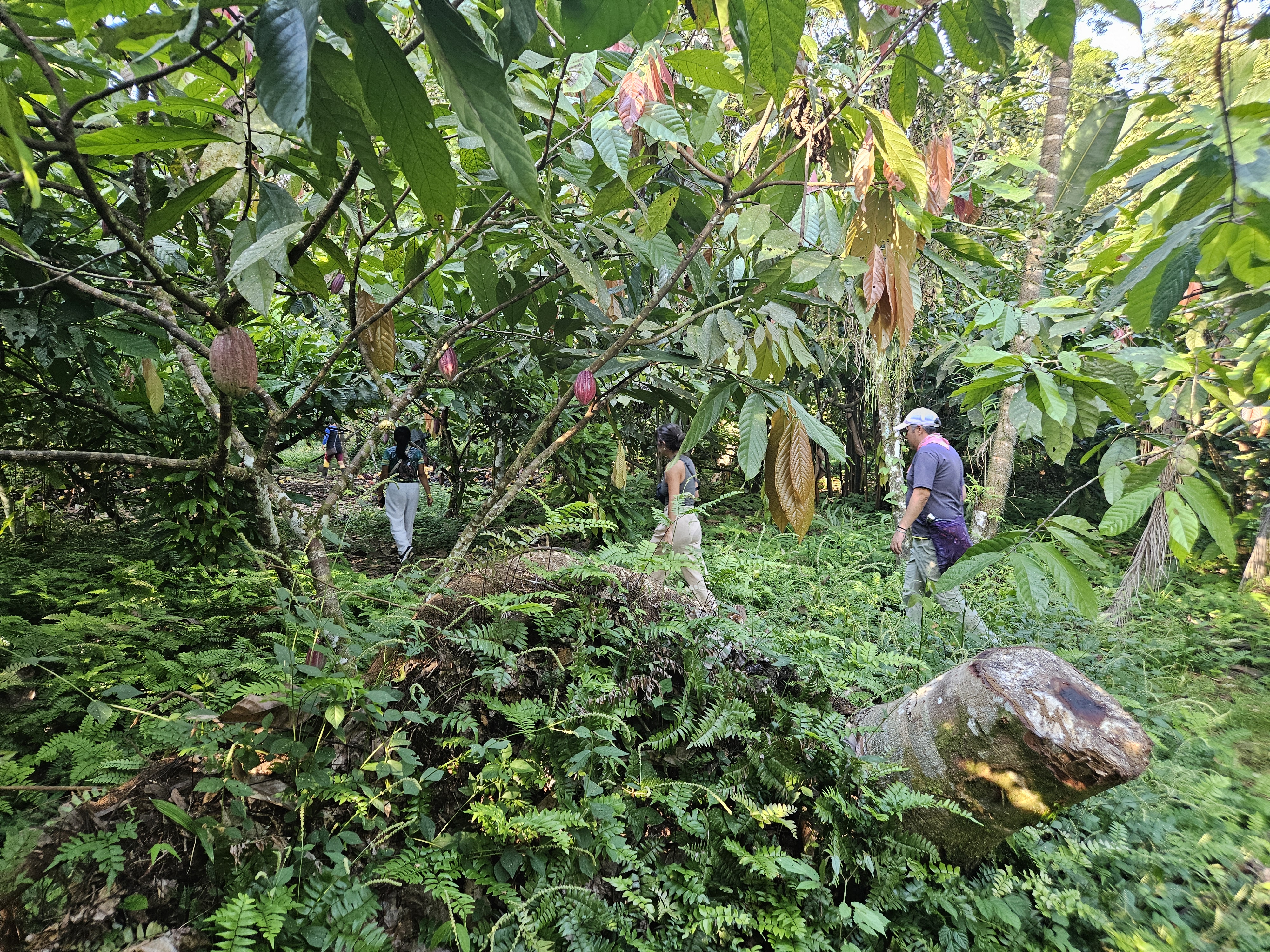 aaa