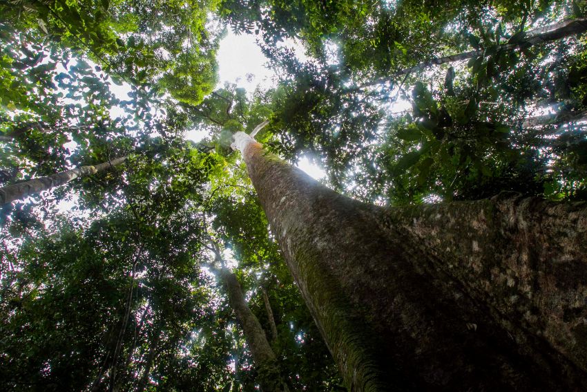 aaa