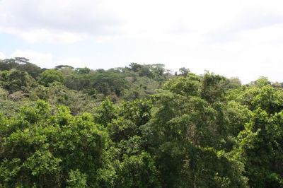 aaa