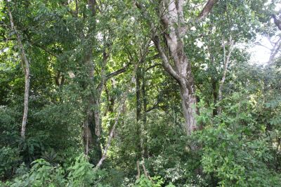 aaaa