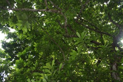 aaa