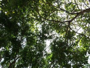 aaaa