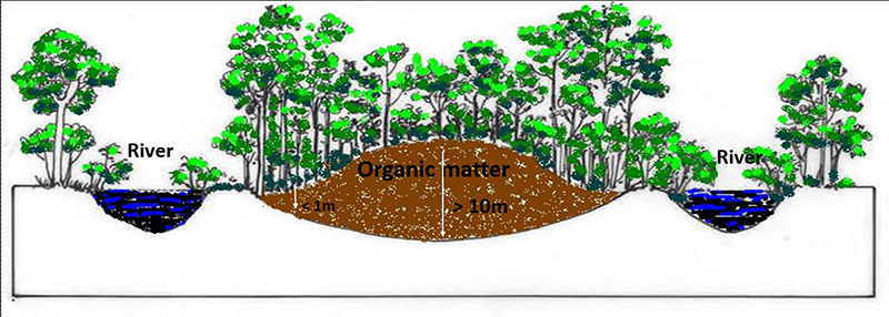 Schematic representation of a tropical peatland