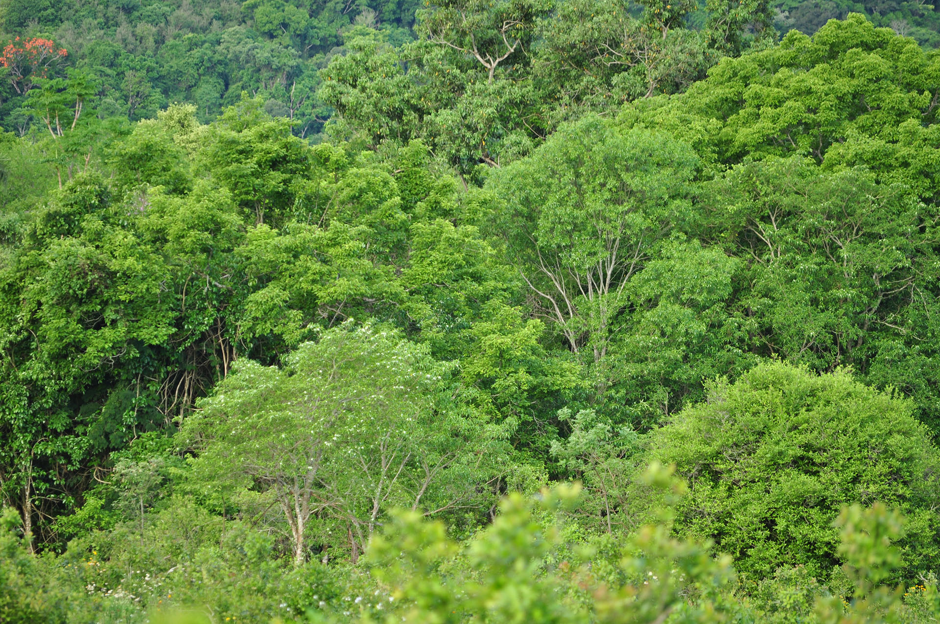 Leveraging REDD+ finance: sustainable & integrated forest landscapes in Argentina