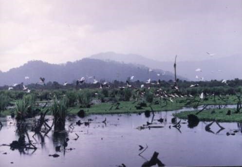 Fig 1: The Rawa Aopa swamp showing visible burn damage.