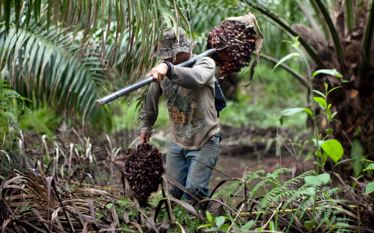 Ecuador's Pioneering Leadership on REDD+;A Look Back at UN-REDD Support Over the Last 10 Years