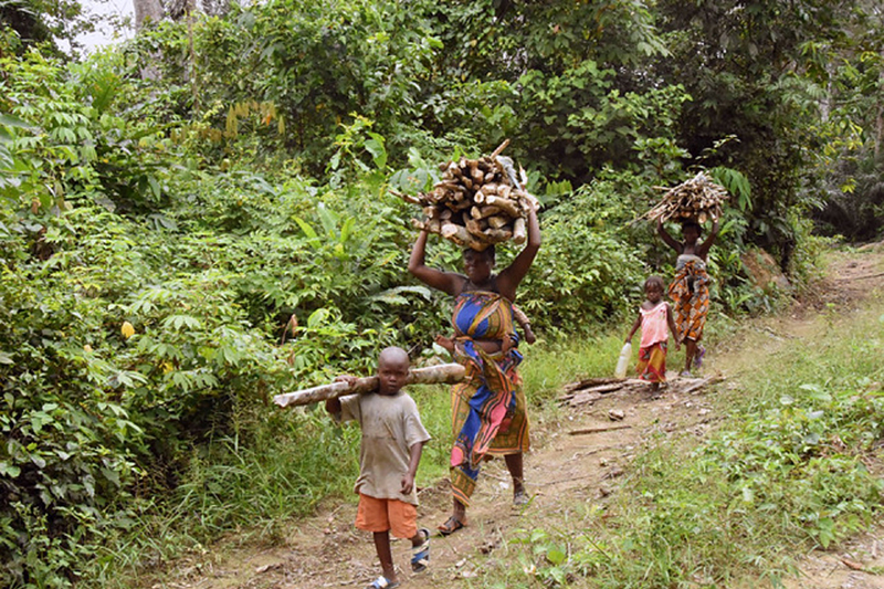 Women gathering wood in Cote dâIvoire (Â©UN-REDD Programme)