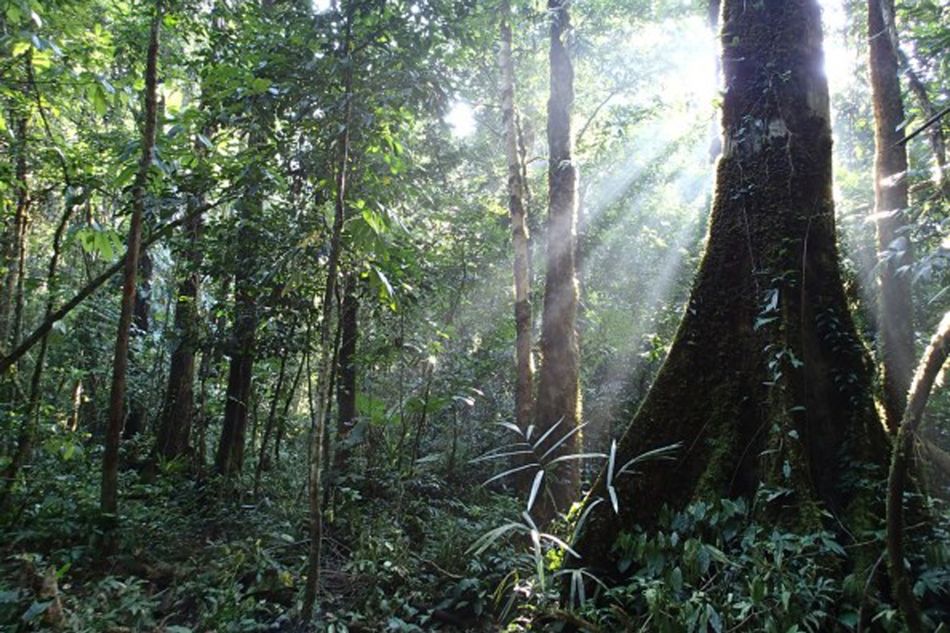 Viet Nam: A Pioneer in the REDD+ Journey