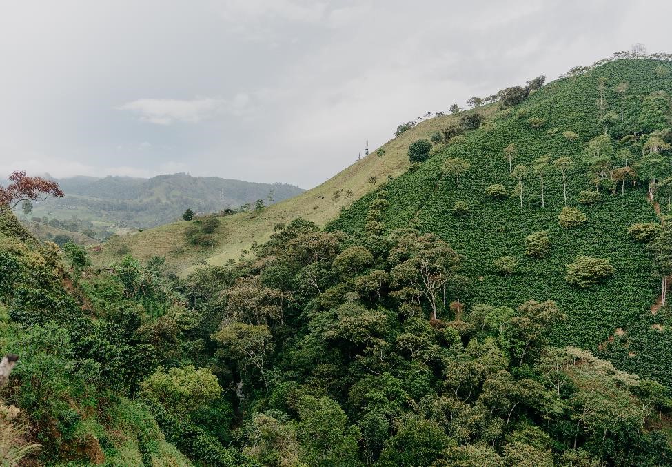 Forests, rivers and conservation: Community Forest Management in the Yurumanguí River Basin of Colombia 