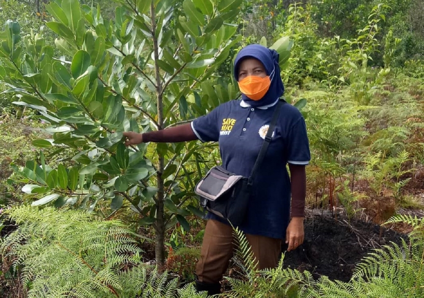 A versatile nyamplung tree, which in Indonesia is a source of wood, fruit and biofuel. Photo by Siti Maimunah