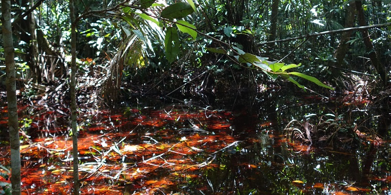Keeping the Cuvette Centrale Peatlands wet