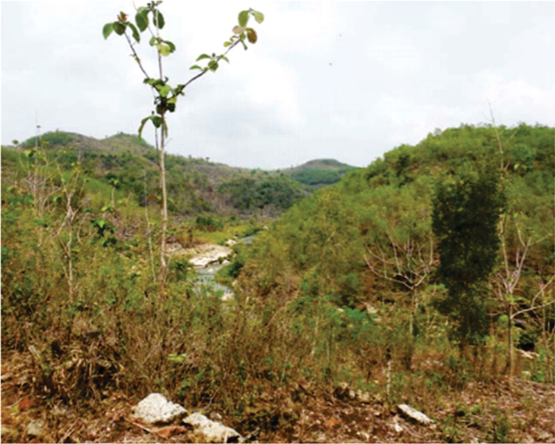 Image 2: The impact of family forestry on land restoration in Java