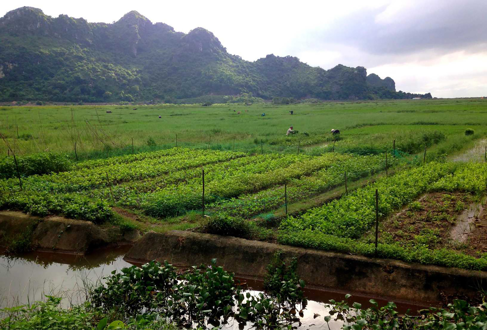 Worldâs first âsustainable landscape bondâ supports Indonesiaâs economic development