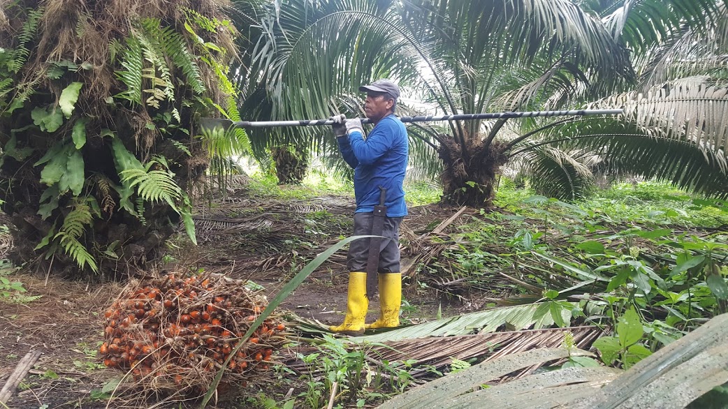 Ecuador takes steps towards sustainable palm oil