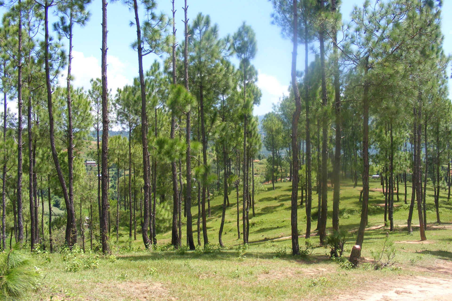 A DEGRADED OPEN ACCESS FOREST IN NEPAL