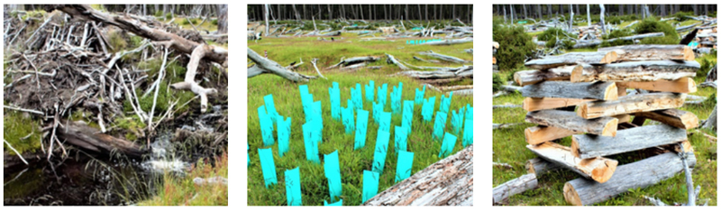 Chile restores its native forests affected by the Canadian beaver