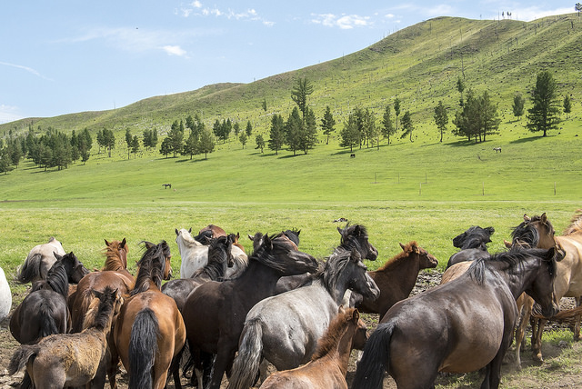 The importance of Mongolia's boreal forests
