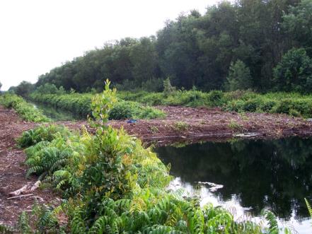 Compacted peat dams