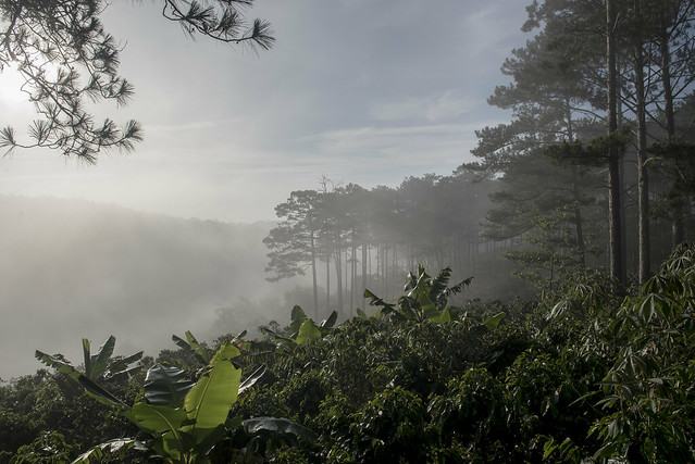 Coffee trees interplanted with banana trees and surrounded by pine forests near Da Lat, Lam Dong province, Vietnam