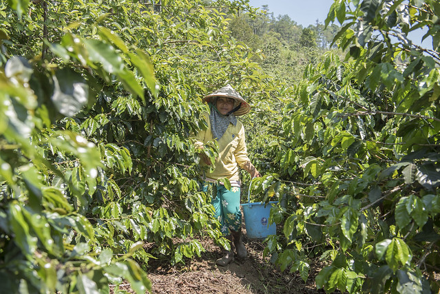 Cil Mup Ha Thoanh, a local coffee farmer, walks through rows of coffee plants in Dung Kno, Di Linh, in Lam Dong Province, Vietnam
