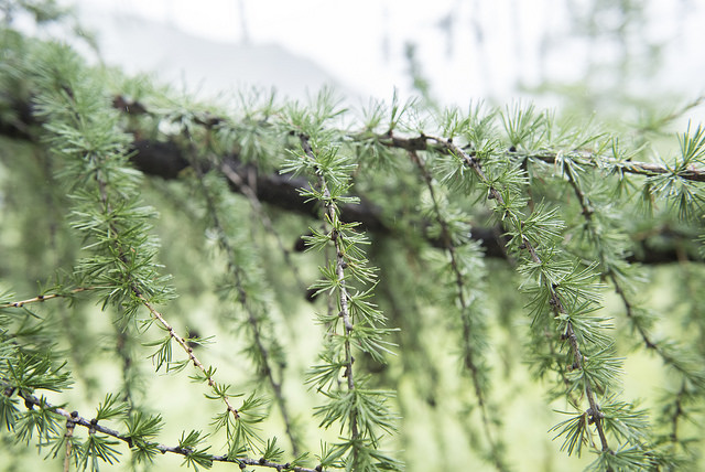 The importance of Mongolia's boreal forests