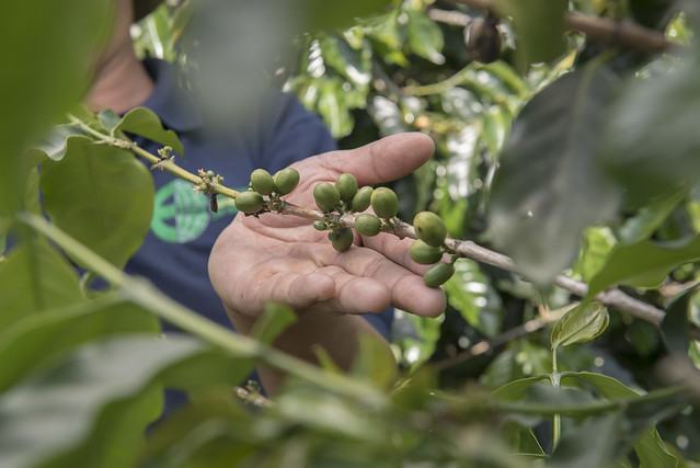 Coffee trees. Photo credit: Cory Wright/UN-REDD Programme