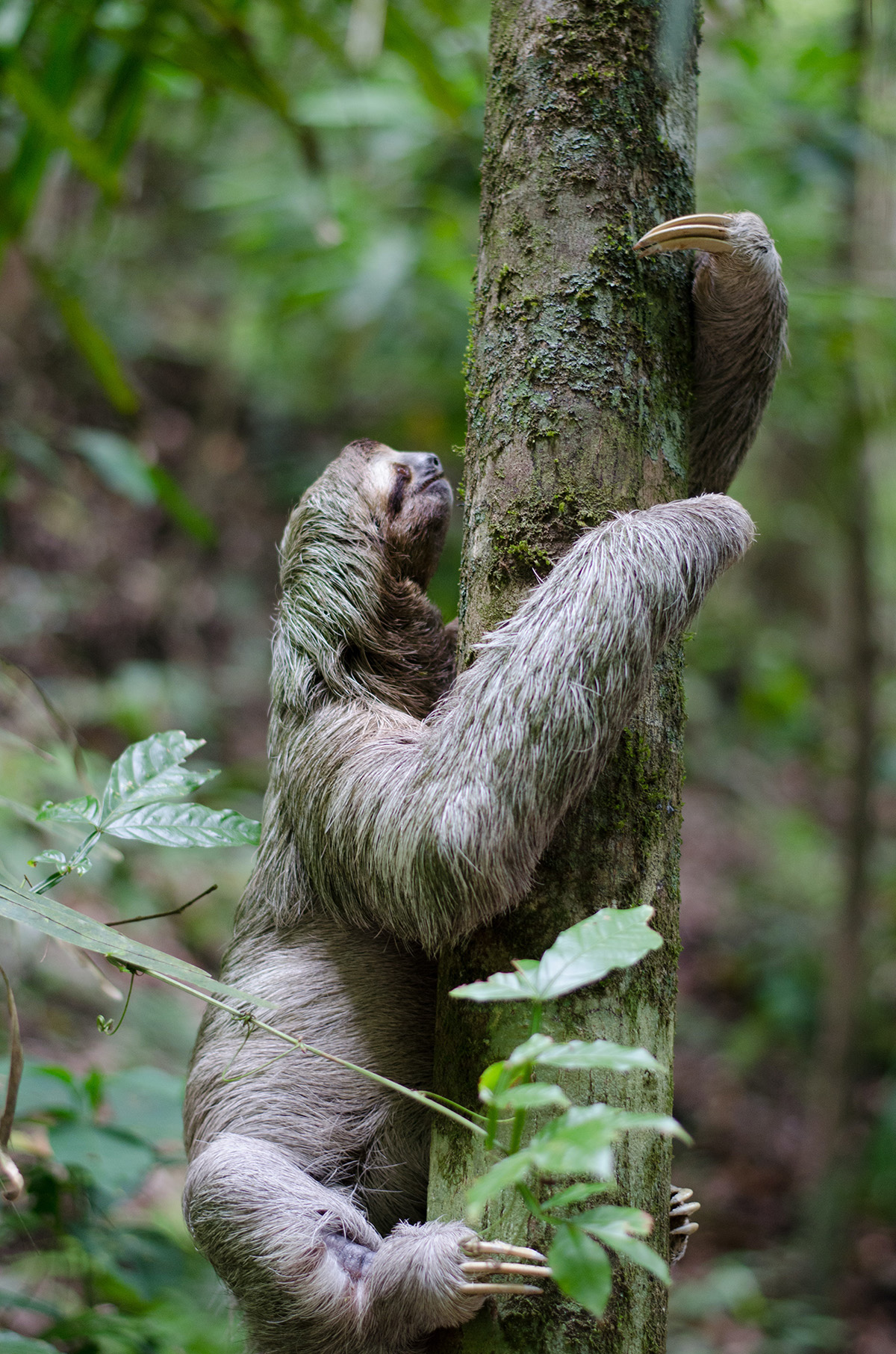 What happens when trees are cut? | UNREDD Programme What happens when trees are cut? | UNREDD Programme
