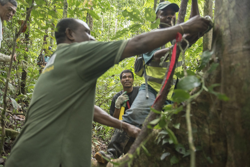 The NFI team taking measurements of various tree species inside the forest. Photo Credit: Cory Wright/UN-REDD